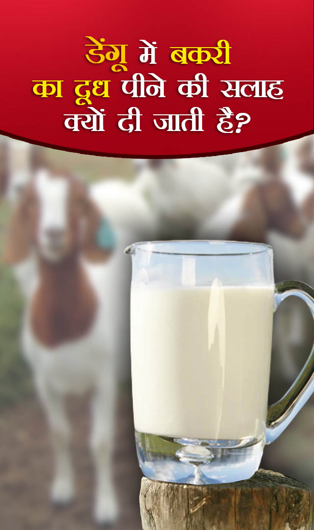 डेंगू में बकरी का दूध पीने की सलाह क्यों दी जाती है?