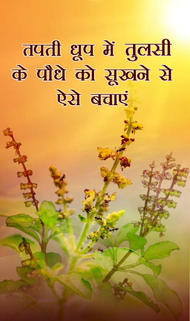 तपती धूप में तुलसी के पौधे को सूखने से ऐसे बचाएं