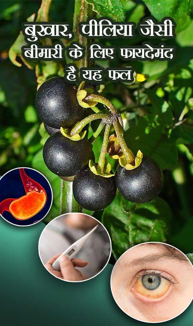 बुखार, पीलिया जैसी बीमारी के लिए फायदेमंद है यह फल
