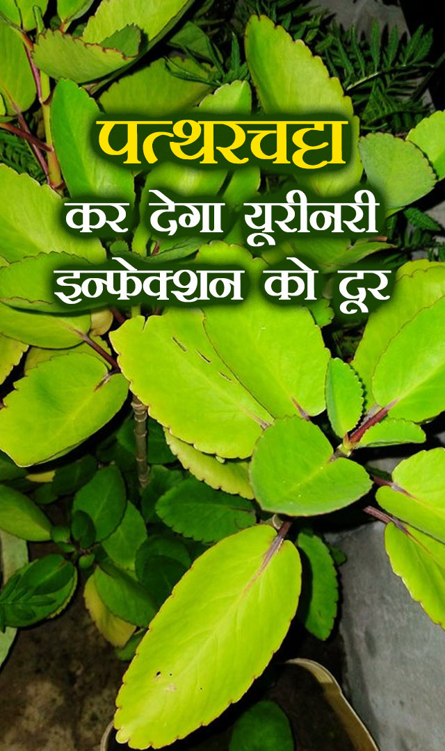 पत्थरचट्टा कर देगा यूरीनरी इन्फेक्शन को दूर