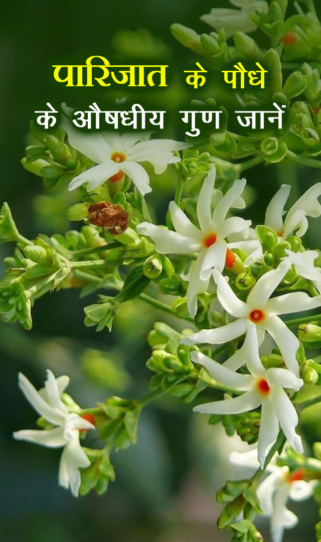 पारिजात के पौधे के औषधीय गुण जानें
