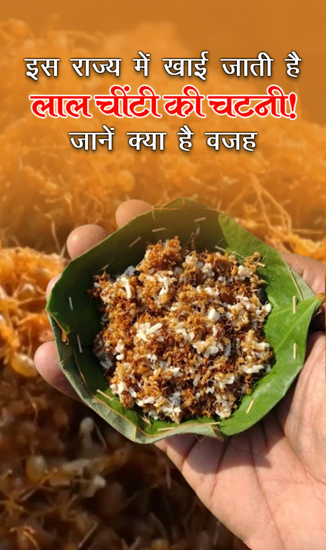 इस राज्य में खाई जाती है लाल चींटी की चटनी, जानें क्यों