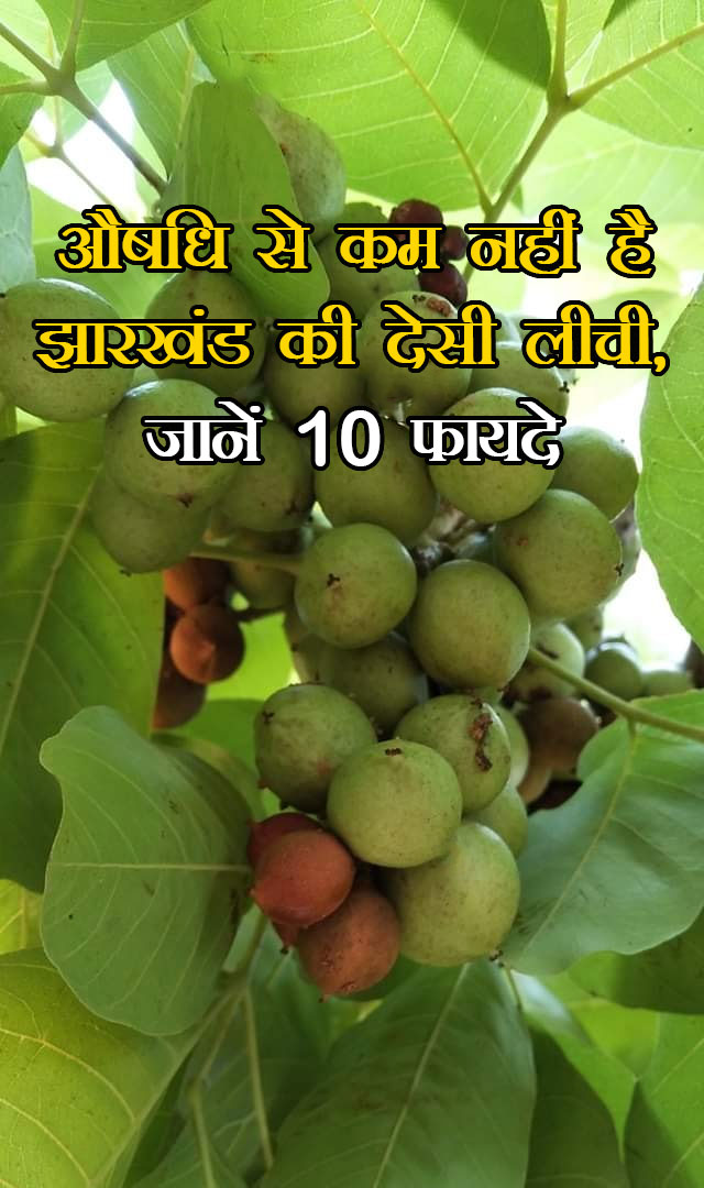 औषधि से कम नहीं है झारखंड की देसी लीची, जानें 10 फायदे
