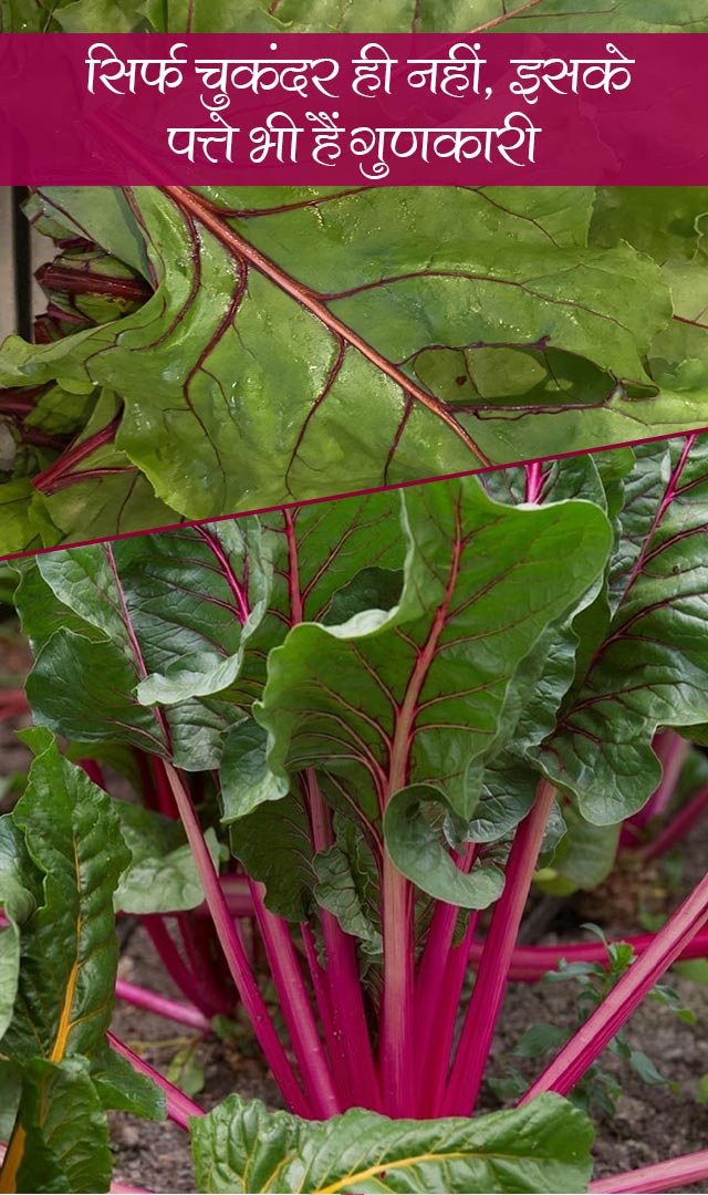 सिर्फ चुकंदर ही नहीं, इसके पत्ते भी हैं काफी गुणकारी