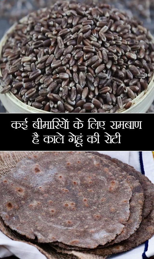 कई बीमारियों के लिए रामबाण है काले गेहूं की रोटी