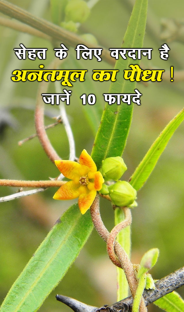 सेहत के लिए वरदान है अनंतमूल का पौधा! जानें 10 फायदे