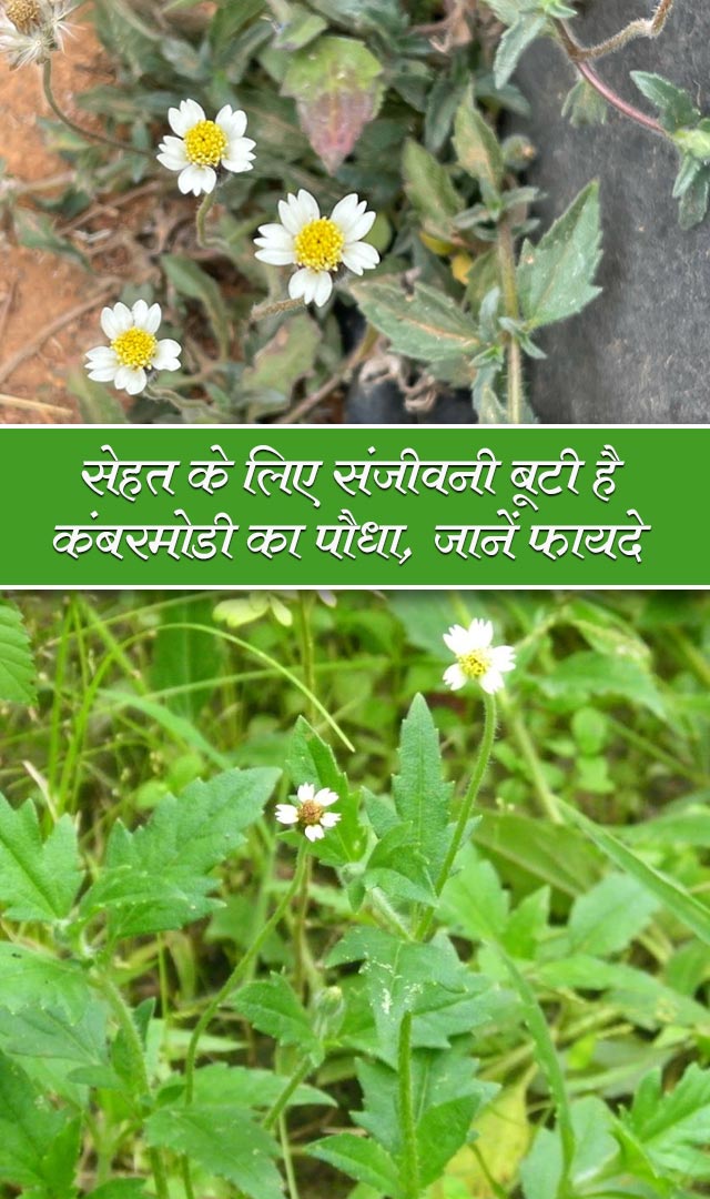 सेहत के लिए संजीवनी बूटी है कंबरमोडी का पौधा, जानें 8 फायदे