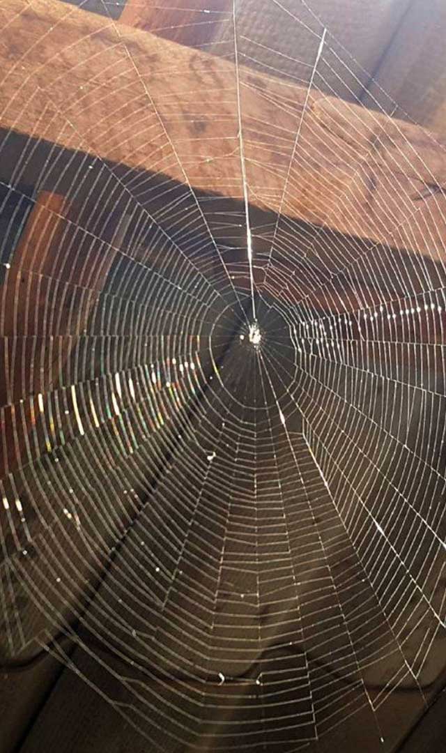 मकड़ी के जाले घर में दोष लाते हैं