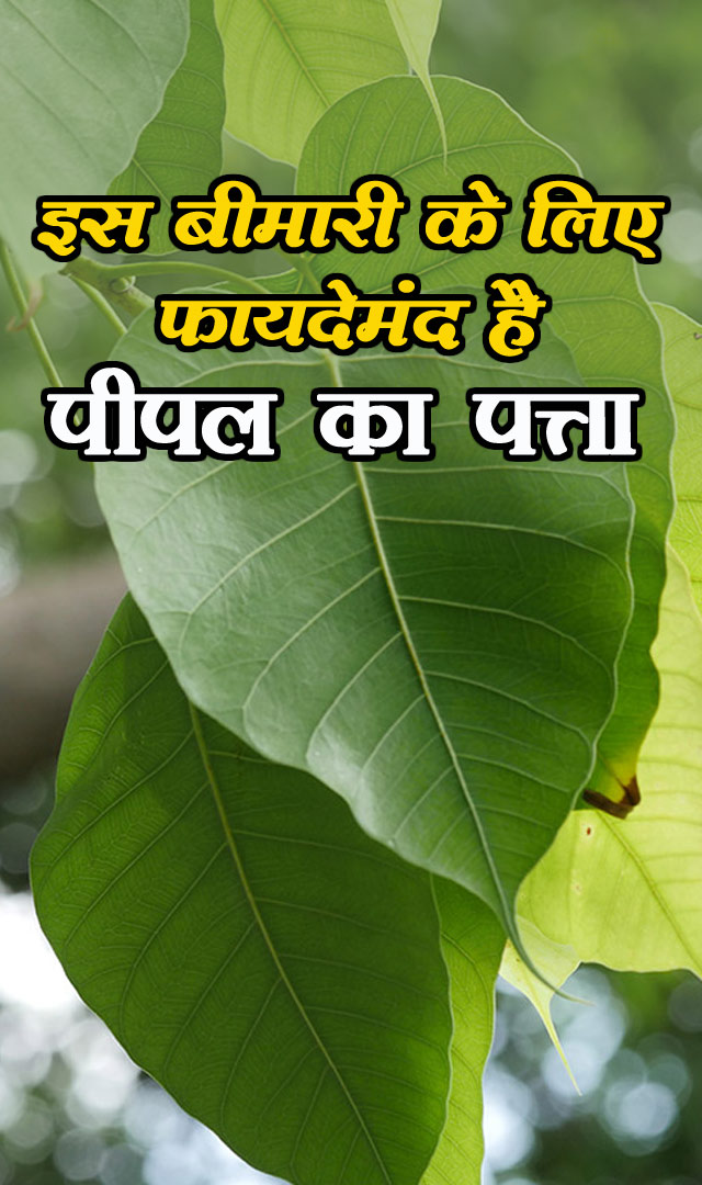 इस बीमारी के लिए फायदेमंद है पीपल का पत्ता