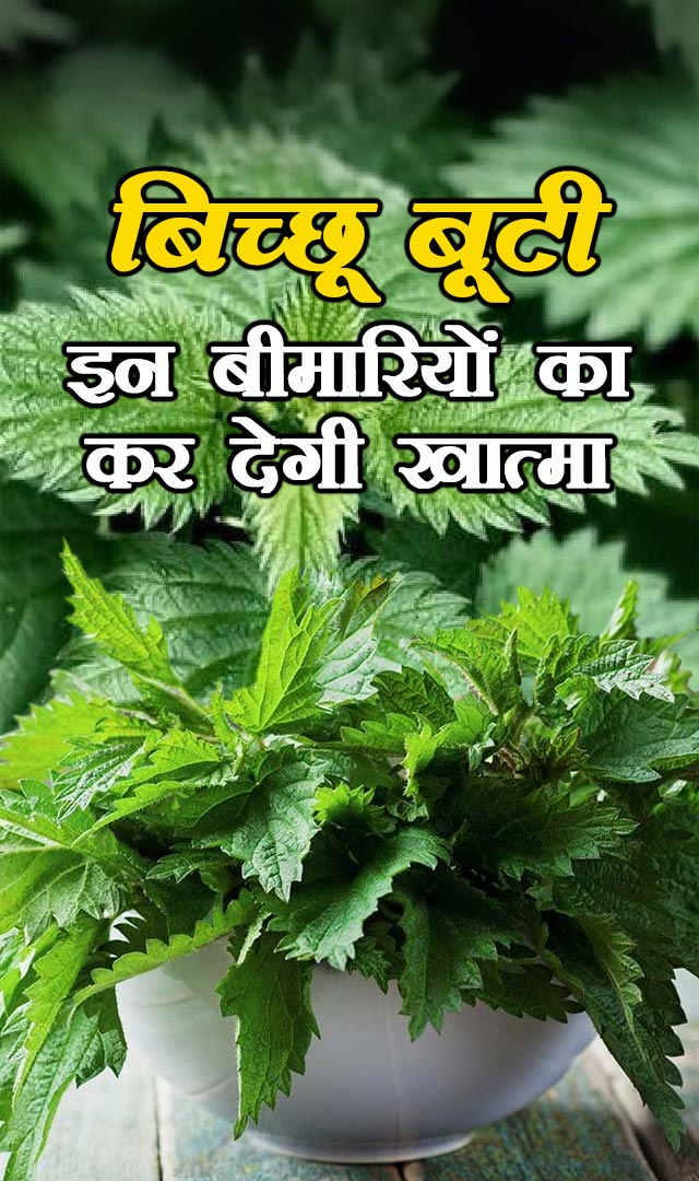 बिच्छू बूटी इन बीमारियों का कर देगी खात्मा