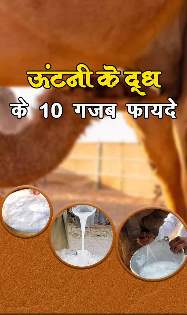 ऊंटनी के दूध के 10 गजब के फायदे