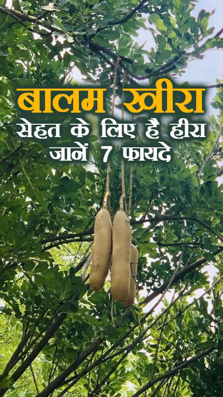 बालम खीरा सेहत के लिए है हीरा, जानें 7 फायदे