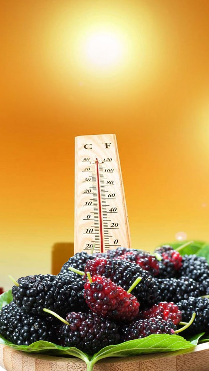 गर्मियों में बहुत फायदेमंद है शहतूत का सेवन, यहां जानें 8 फायदे