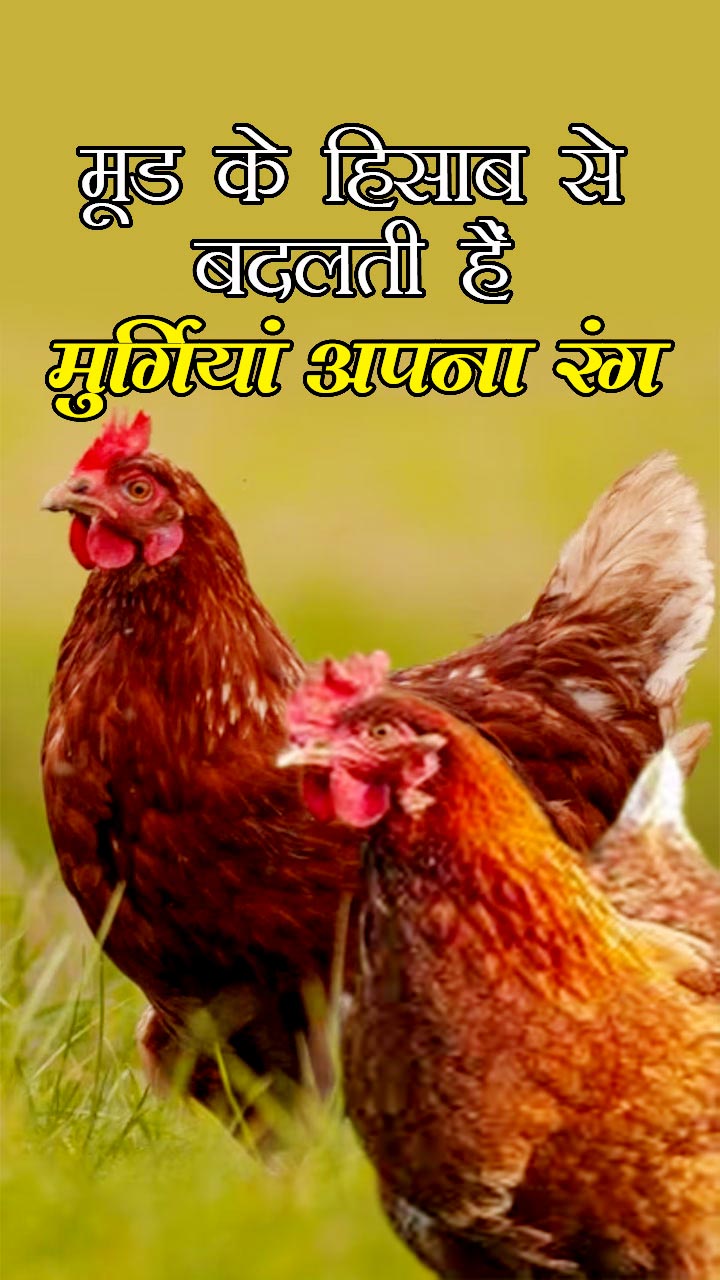 मूड के हिसाब से बदलती हैं मुर्गियां अपना रंग