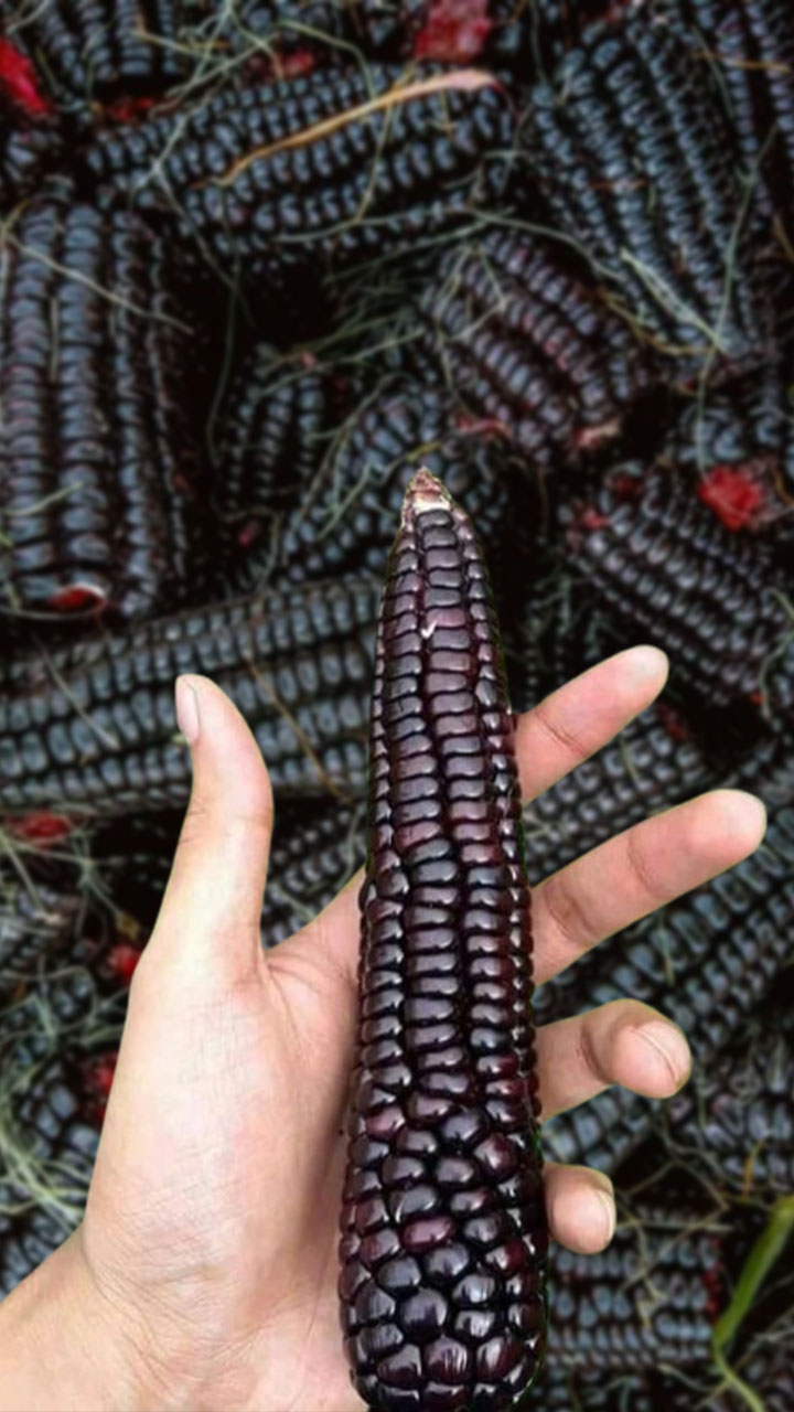 क्या कभी खाया है काला भुट्टा? जानें इसके 7 फायदे