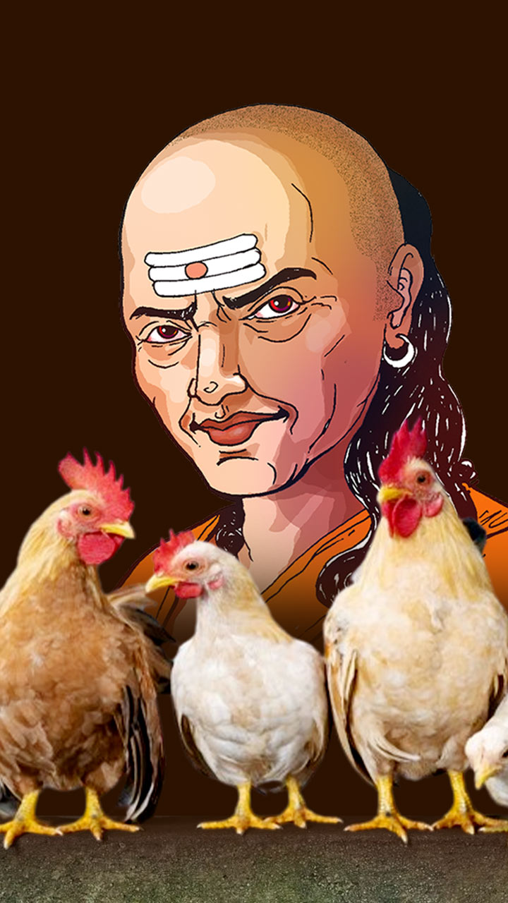 मुर्गे की इन 4 आदतों में छिपा है सफलता का राज