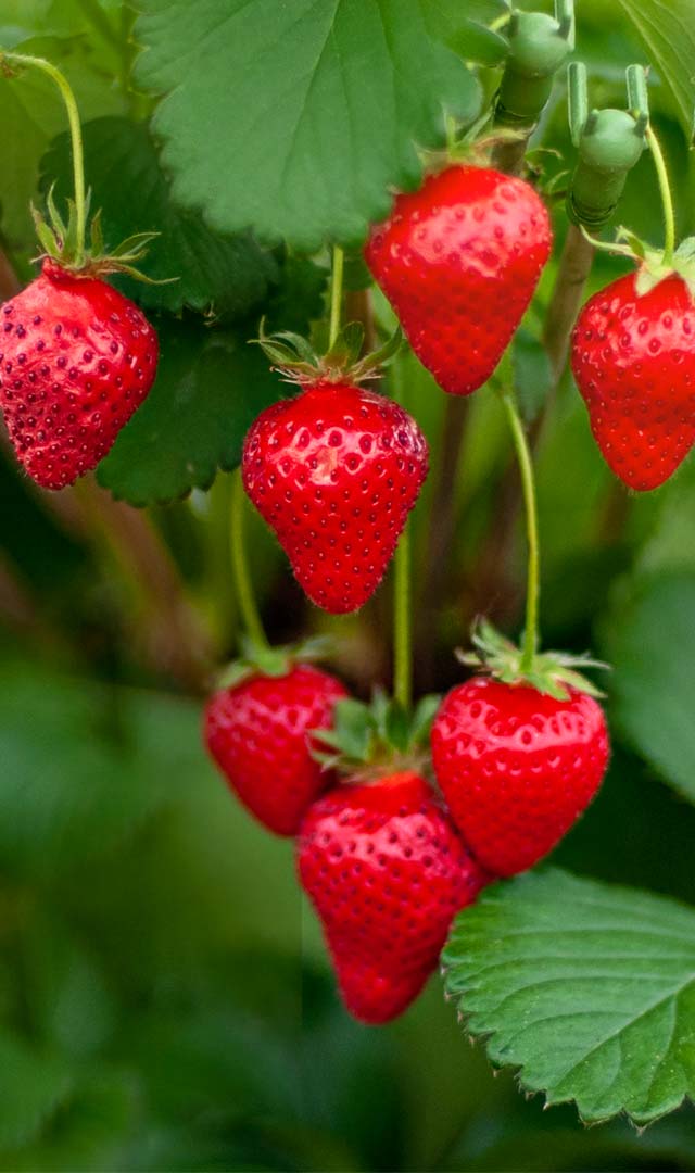 स्ट्रॉबेरी खाने से क्या मिलेंगे फायदे