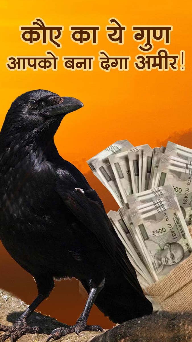 कौए का ये गुण आपको बना देगा अमीर!