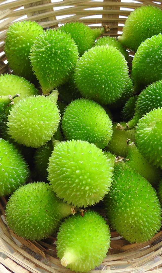 मीठा करेला यानी किकोड़ा, फायदे जानकर दंग रह जाएंगे