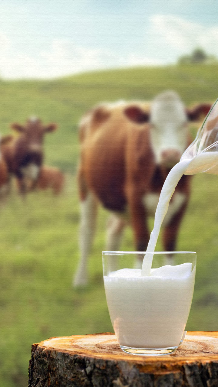 गाय के अलावा किन जानवरों का दूध पी सकते हैं?