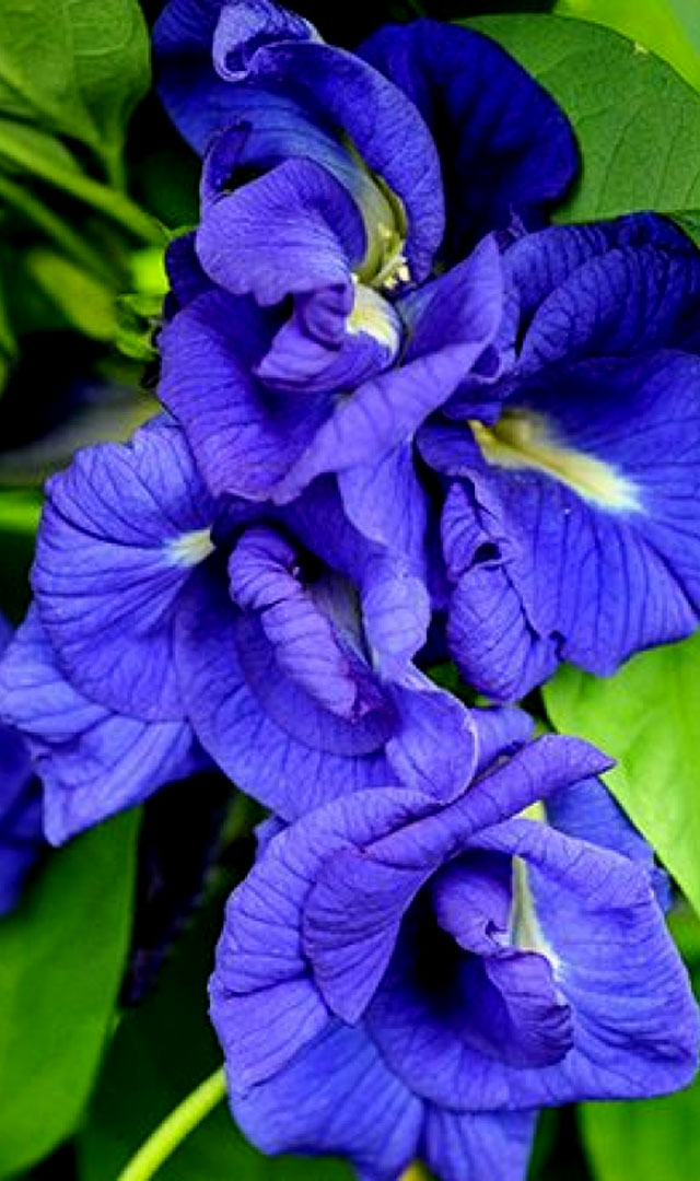 घर में नीली अपराजिता लगाने से क्या होगा? 