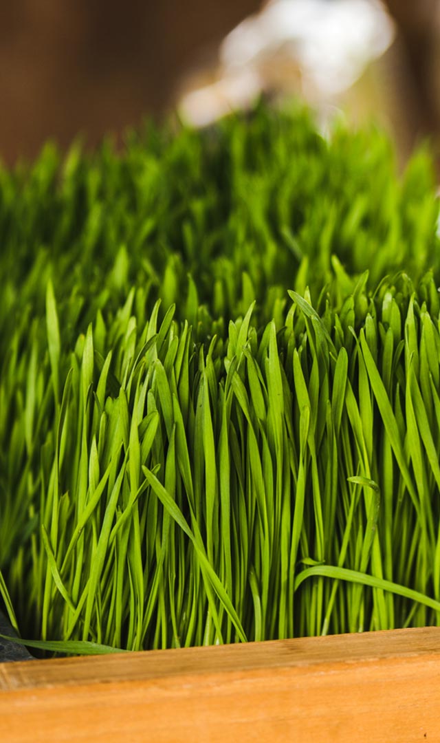 गेहूं के जवारे, सेहत को संवारे