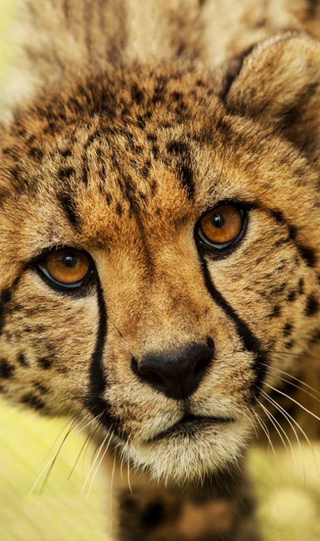 Cheetah : कितनी होती है चीते की रफ्तार
