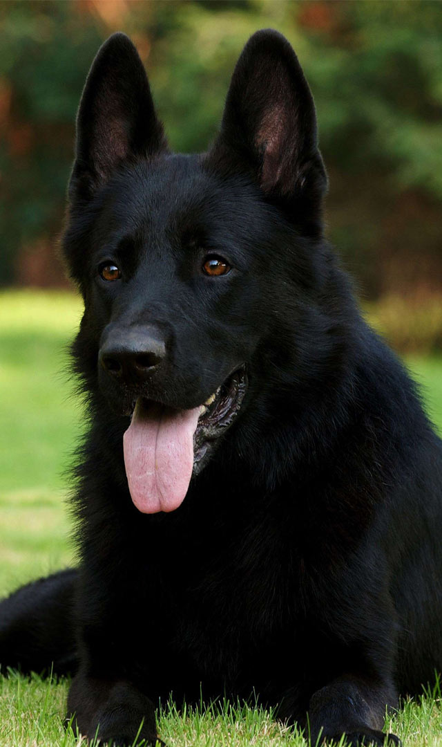 श्राद्ध में कुत्ते को क्यों खिलाते हैं रोटी