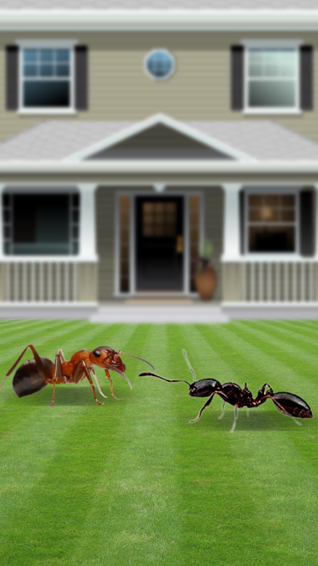 घर में चींटियां निकल रही हैं तो जानिए शुभ-अशुभ संकेत