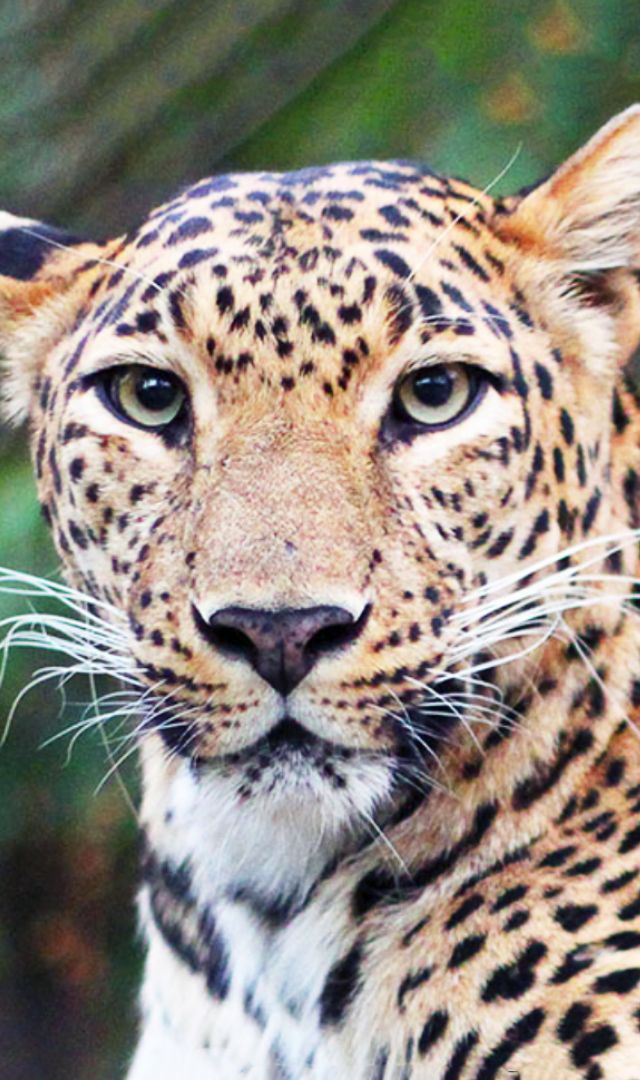 तेंदुए और चीते में कौन है ज्यादा ताकतवर : leopardVscheetah