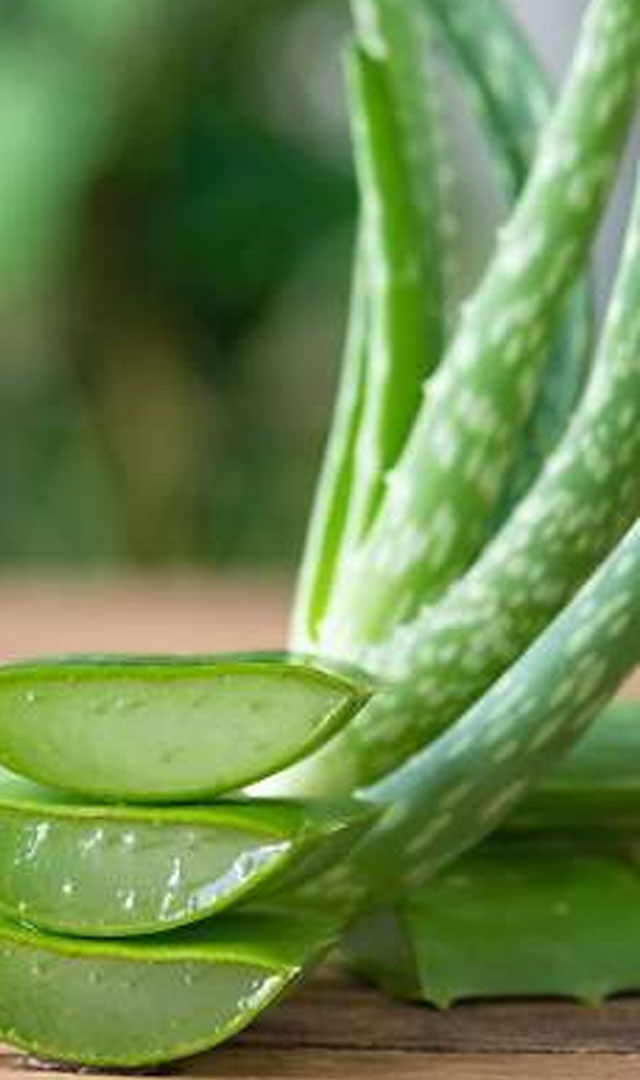Aloe Vera के जबरदस्त Benefits