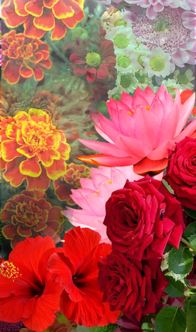 रंग-बिरंगे सुंदर फूल Health के लिए भी हैं Cool