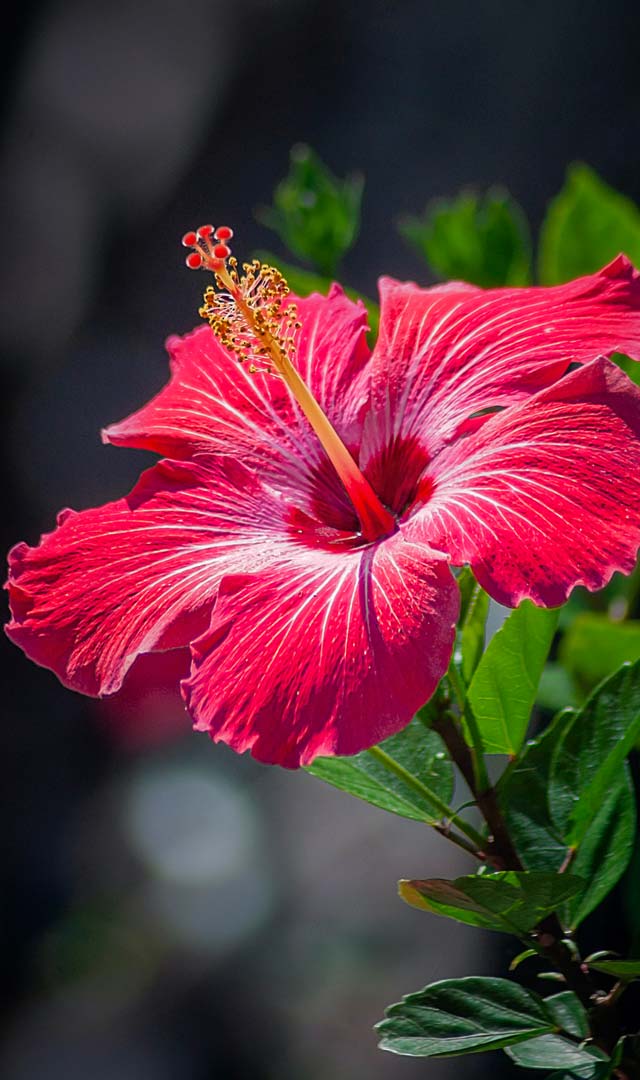 सुबह खाली पेट गुड़हल का फूल खाने से क्या होगा?