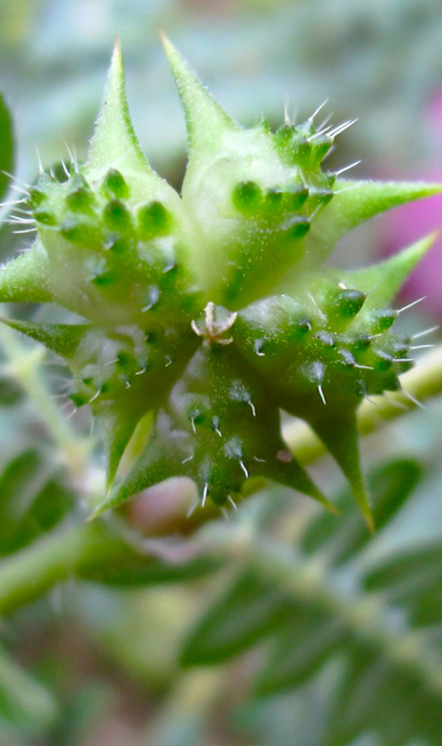 गोखरू के फायदे जानकर चौंक जाएंगे | गुर्दे की पथरी , शुक्राणु की कमी दूर करता है ।