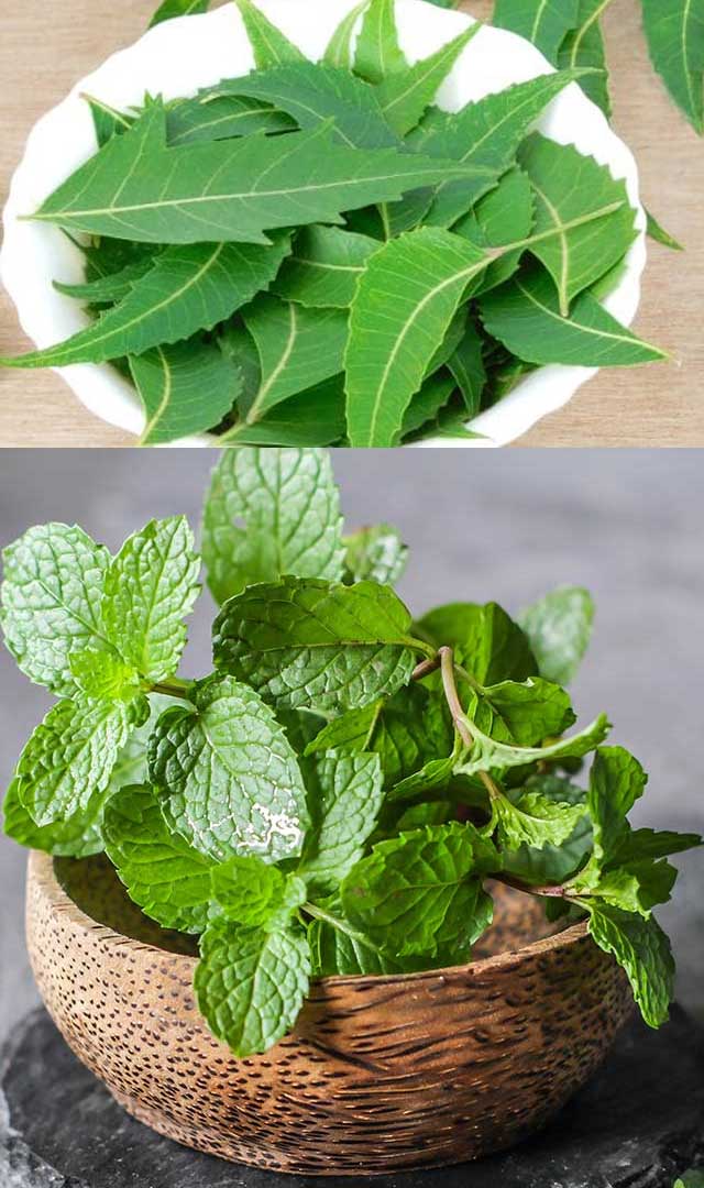 दांतों को मोती जैसे कैसे चमकाए? मोतियों जैसी खिलखिलाती मुस्कान के लिए दांतों को चमकाने का आसान तरीका-