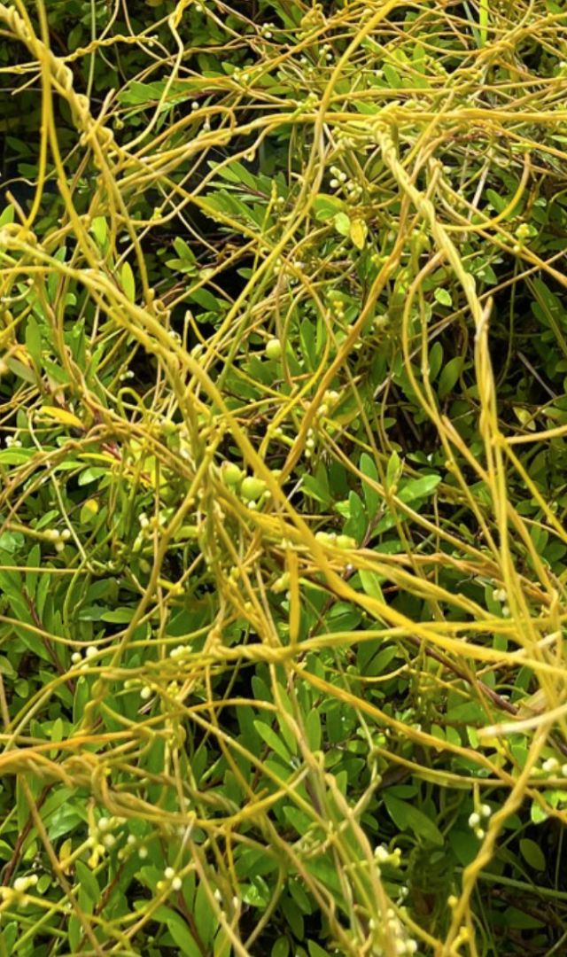 अमरबेल के क्या हैं फायदे, कैसे दूर करती है गंजापन? 