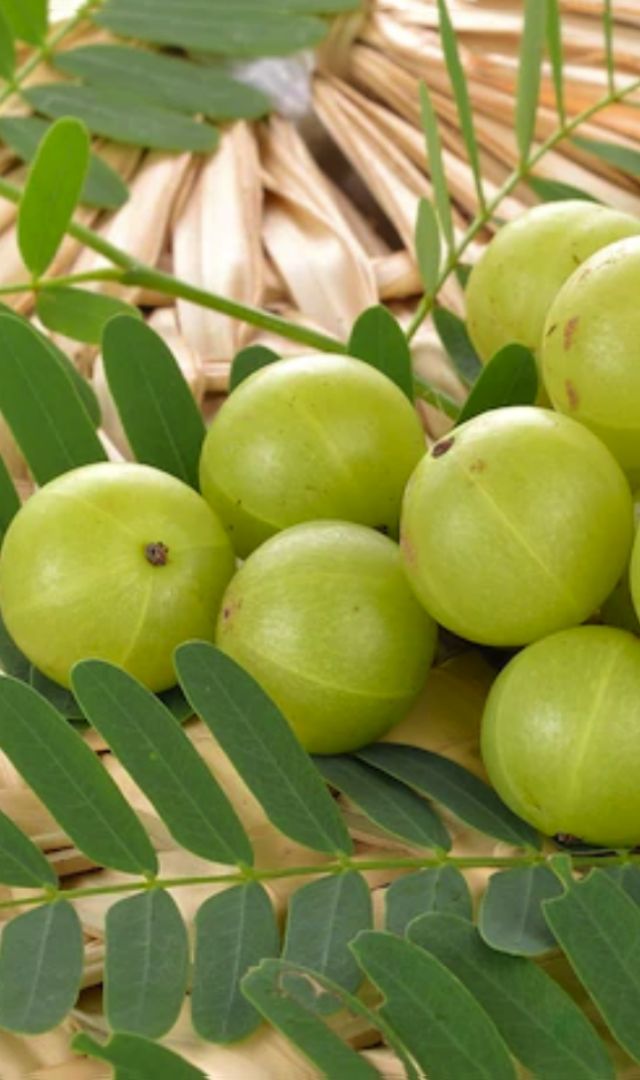 आंवले का पौधा कैसे लगाएं घर में?