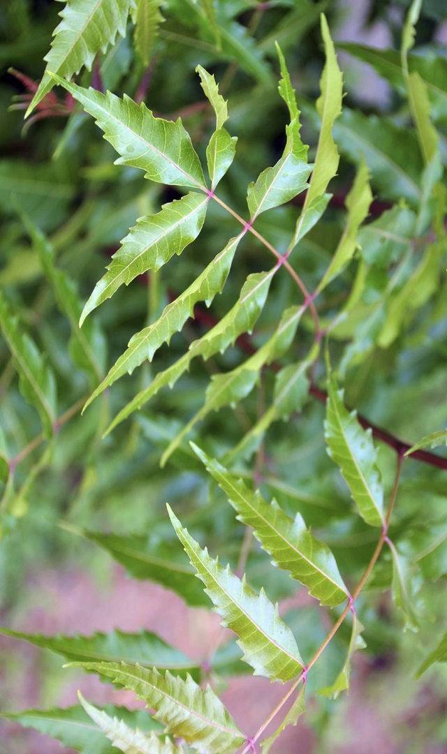 ಕಹಿಬೇವಿನಲ್ಲಿರುವ ಔಷಧೀಯ ಗುಣಗಳು