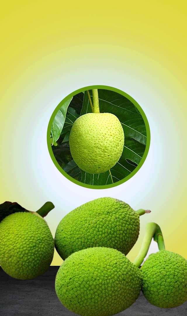 ಬ್ರೆಡ್ ಫ್ರೂಟ್ ತಿಂದರೆ ಏನಾಗುತ್ತದೆ?