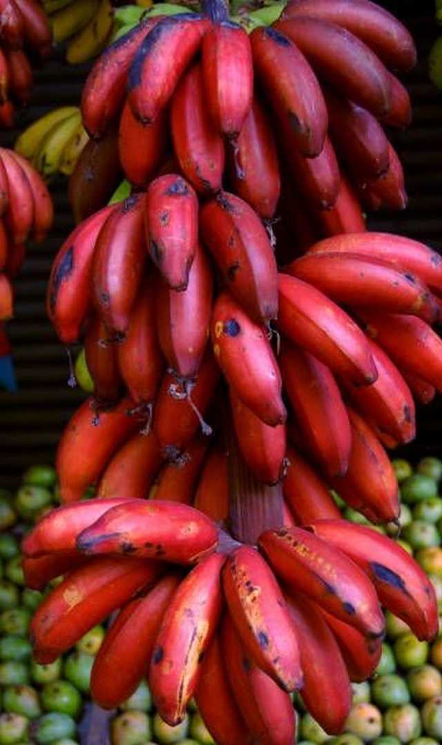 ಪುರುಷರು ಕೆಂಪು ಬಾಳೆಹಣ್ಣು ತಿಂದರೆ ಏನಾಗುತ್ತದೆ?