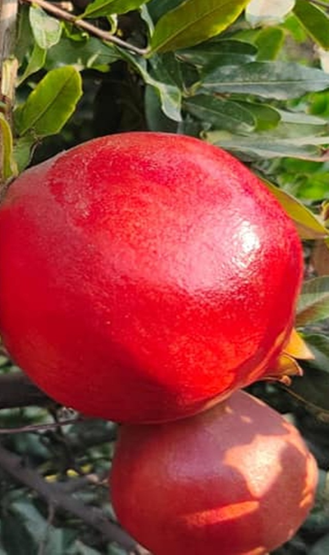 ದಾಳಿಂಬೆ ಹಣ್ಣನ್ನು ರಾತ್ರಿ ಸೇವಿಸಬಾರದೇಕೆ?