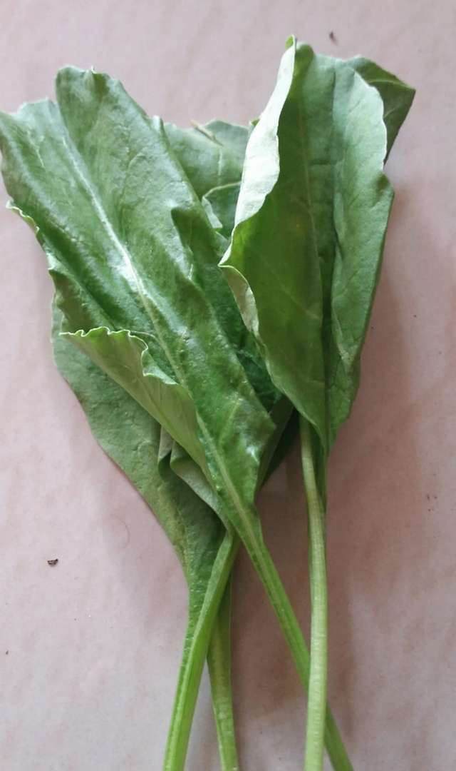 ಪಾಲಕ್ ಸೊಪ್ಪಿನ ಪ್ರಯೋಜನಗಳೇನು?