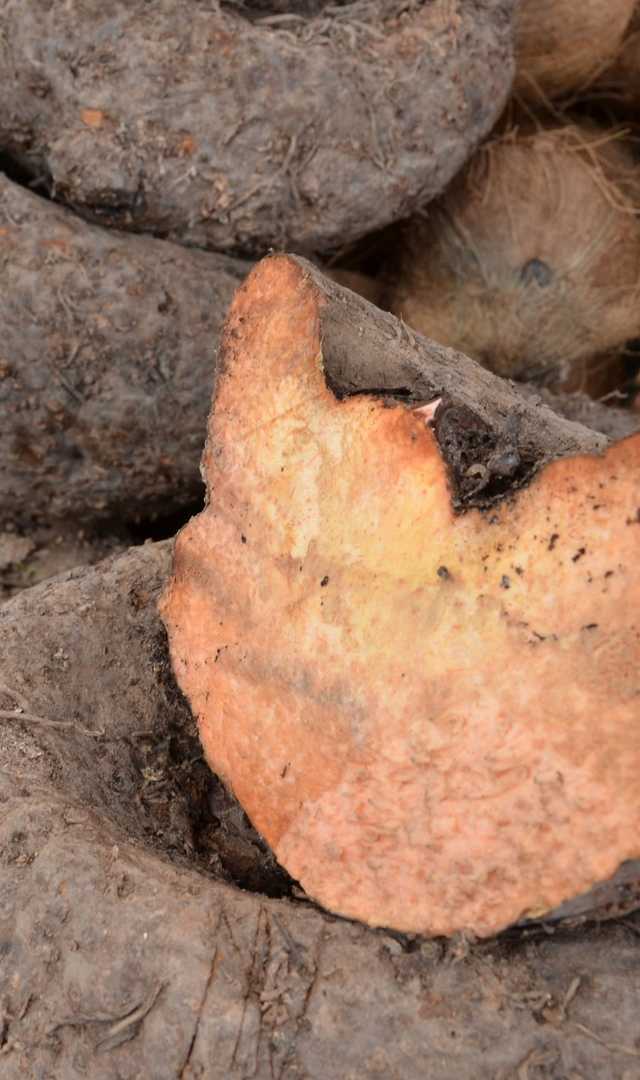 ಸುವರ್ಣ ಗಡ್ಡೆ ಯಾರು ತಿನ್ನಬಾರದು ಗೊತ್ತಾ?