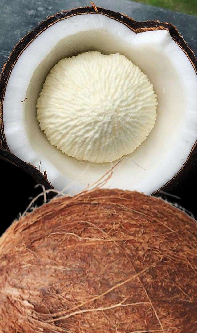 ತೆಂಗಿನ ಹೂವು ಕಂಡರೆ ತಿನ್ನಿ, ಯಾಕೆ ಗೊತ್ತಾ?