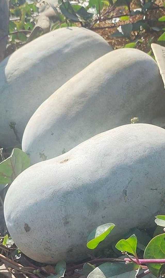 ಬಿಳಿ ಕುಂಬಳಕಾಯಿ ಜ್ಯೂಸ್ ಕುಡಿಯುವವರು ತಿಳಿದುಕೊಳ್ಳಬೇಕಾದ ವಿಷಯಗಳು