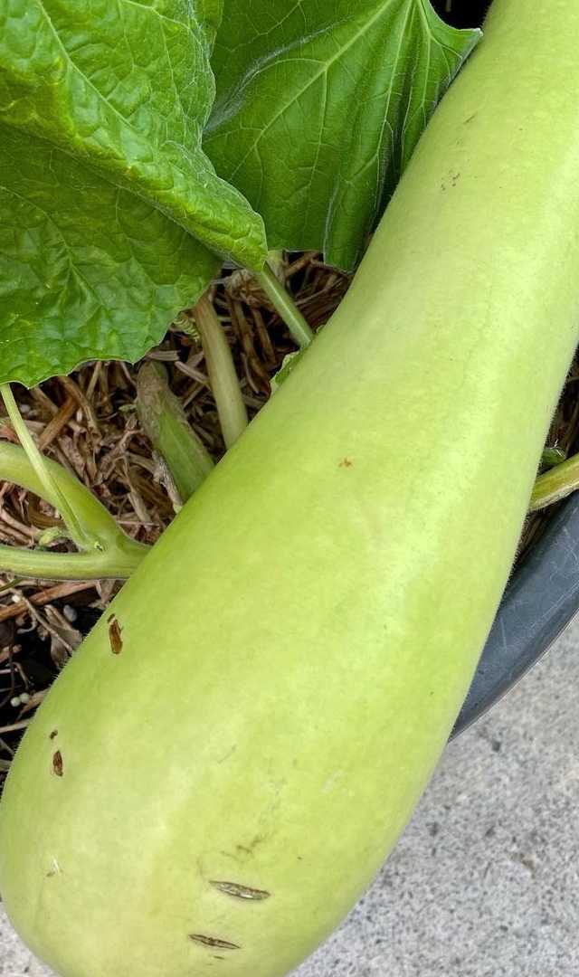 ಪುರುಷರು ಸೋರೆಕಾಯಿ ಬೀಜಗಳನ್ನು ಹುರಿದು ತಿಂದರೆ ಏನಾಗುತ್ತದೆ?