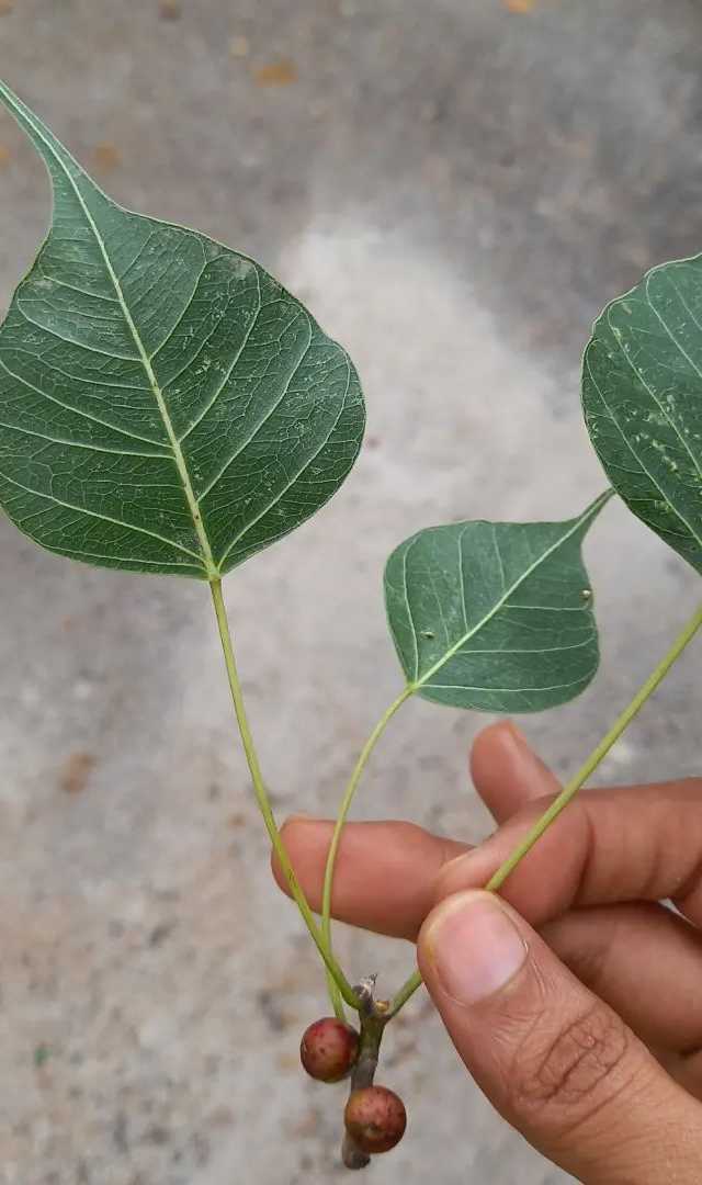 ಅಶ್ವತ್ಥ ಮರದ ತೊಗಟೆ ಕಷಾಯ ಕುಡಿದರೆ?