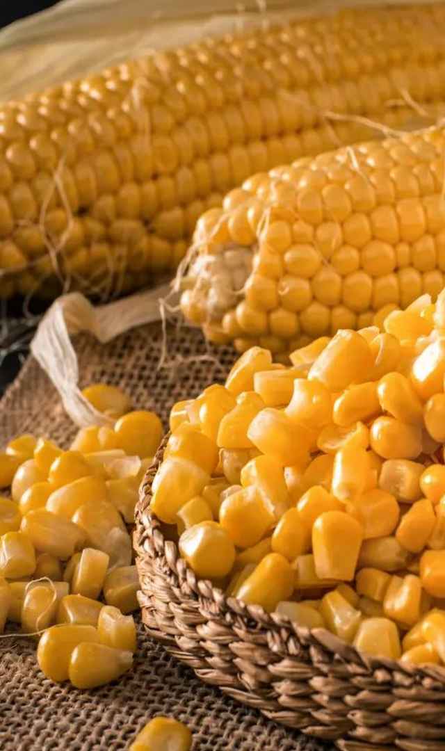 ಸ್ವೀಟ್ ಕಾರ್ನ್ ತಿನ್ನುವುದರ ಲಾಭಗಳು ನಿಮಗೆ ತಿಳಿದಿದೆಯೇ?