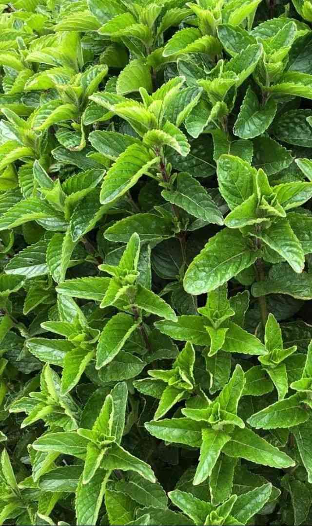 ಪುದೀನ ದ್ರಾವಣದಲ್ಲಿ ಉಪ್ಪಿನೊಂದಿಗೆ ಗಾರ್ಗಲ್ ಮಾಡುವುದೇ?