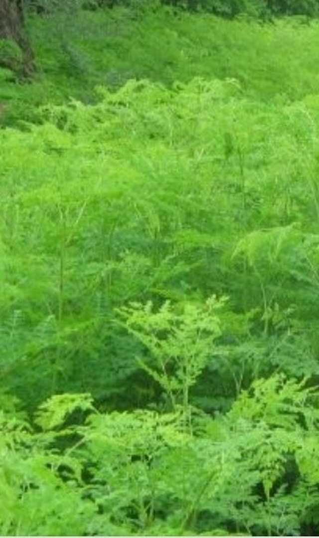 ಪುರುಷರು ನುಗ್ಗೆಸೊಪ್ಪು ತಿಂದರೆ ಏನಾಗುತ್ತದೆ?